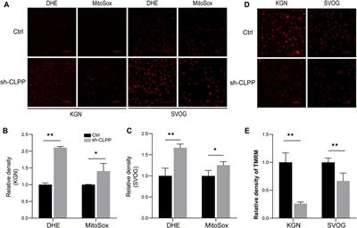 CLPP inhibition triggers apoptosis in human ovarian granulosa cells via COX5A abnormality–Mediated mitochondrial dysfunction